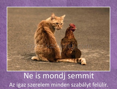 Ne is mondj semmit
 
Az igaz szerelem minden szabályt felülír.