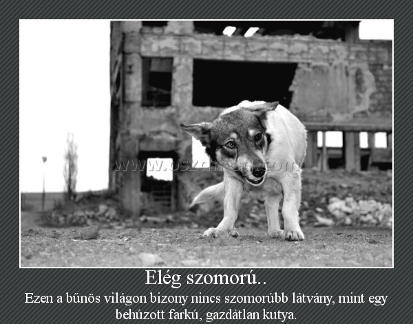 Elég szomorú..
 
Ezen a bűnös világon bizony nincs szomorúbb látvány, mint egy behúzott farkú, gazdátlan kutya.