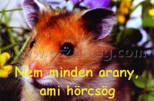 Nem minden arany
 
Nem minden arany, ami hörcsög