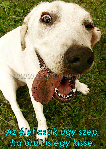 Az élet csak úgy szép Az élet csak úgy szép
Az élet csak úgy szép, ha őrült is egy kissé.