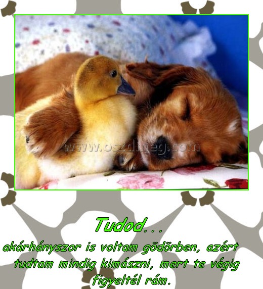                                        Tudod... 
 
akárhányszor is voltam gödörben, azért tudtam mindig kimászni, mert te végig figyeltél rám.