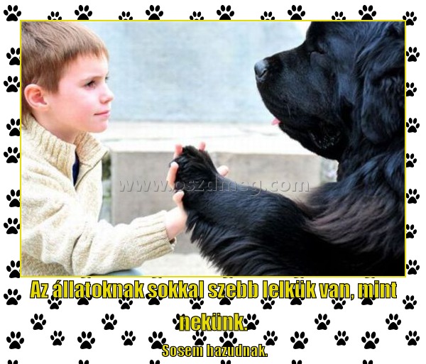 Az állatoknak sokkal szebb lelkük van
 
 Sosem hazudnak.