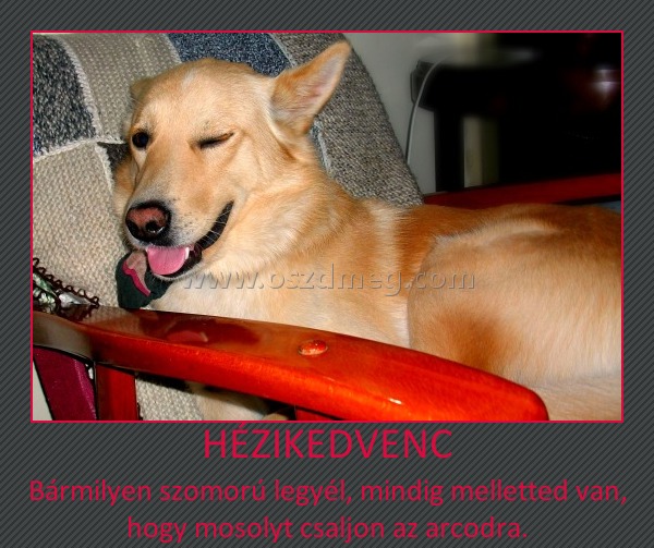 Házikedvenc
 
Bármilyen szomorú legyél, mindig melletted van, hogy mosolyt csaljon az arcodra.