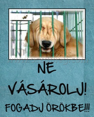 NE VÁSÁROLJ!
 
FOGADJ ÖRÖKBE!!!