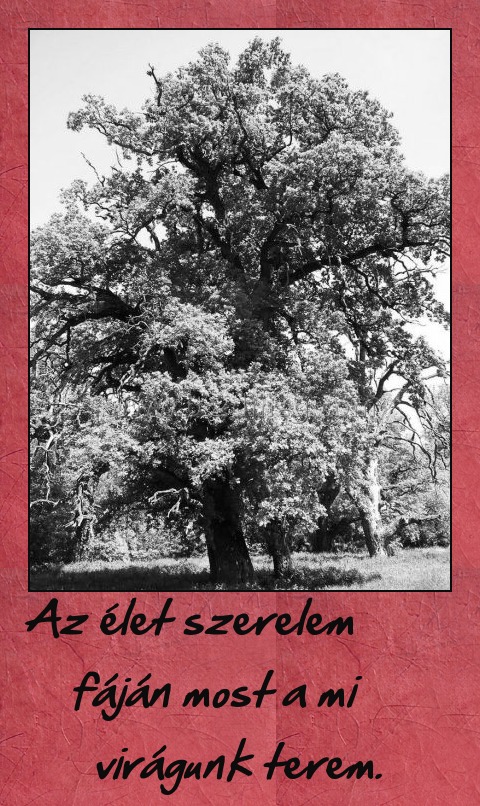 Az élet szerelem fáján most a mi virágunk terem. Az élet szerelem fáján most a mi virágunk terem.