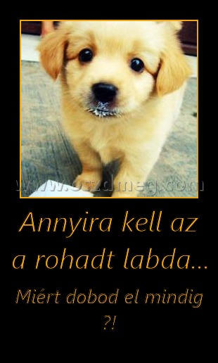 Annyira kell az a rohadt labda... Annyira kell az a rohadt labda...
Miért dobod el mindig ?!