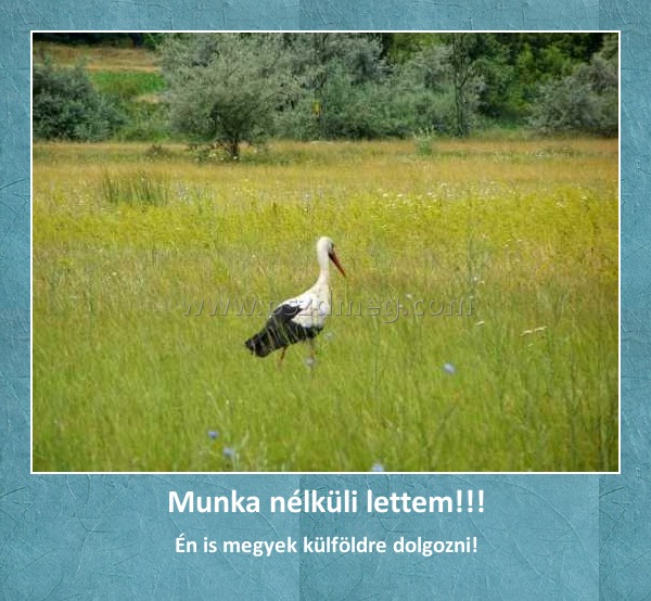 Munka nélküli lettem!!!
 
Én is megyek külföldre dolgozni!