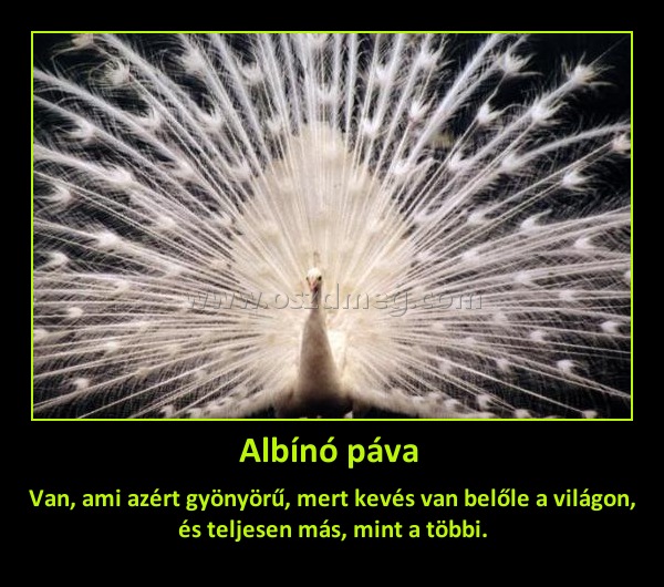 Albínó páva 
 
Van, ami azért gyönyörű, mert kevés van belőle a világon, és teljesen más, mint a többi.