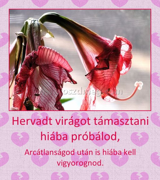 Hervadt virágot támasztani hiába próbálod,
 
Arcátlanságod után is hiába kell vigyorognod.