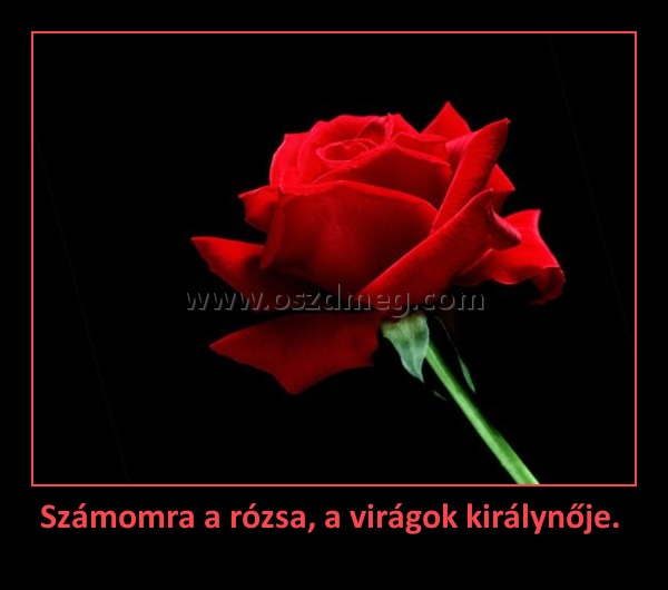 Számomra a rózsa, a virágok királynője. 
 
