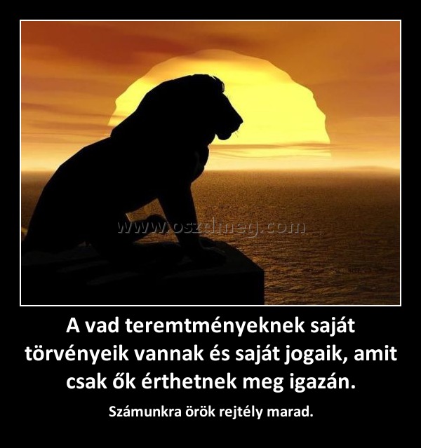 A vad teremtményeknek saját törvényeik vannak és saját jogaik, amit csak ők érthetnek meg igazán.
 
Számunkra örök rejtély marad.