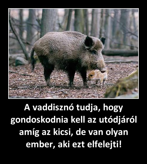A vaddisznó tudja, hogy gondoskodnia kell az utódjáról amíg az kicsi, de van olyan ember, aki ezt elfelejti!
 
